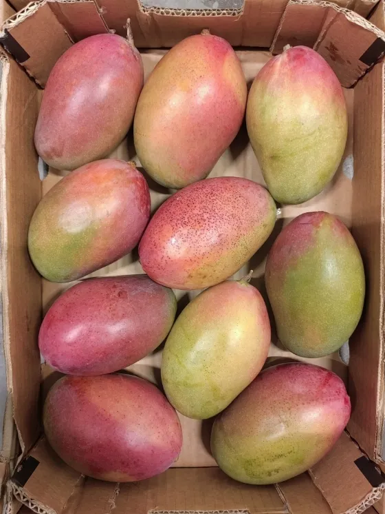 12 kg Mango for 39.99 zł — Just 3.33 zł per kg
