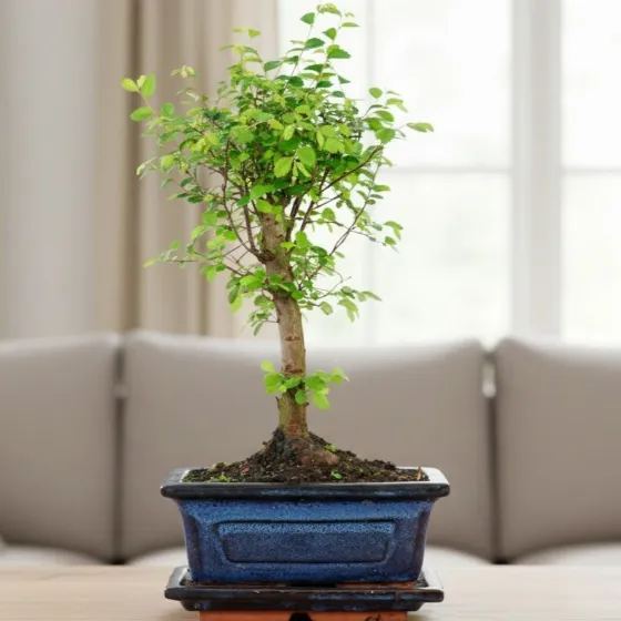 Zelkova бонсай - японське деревце з горщиком за 65 zł — wyprzedaż