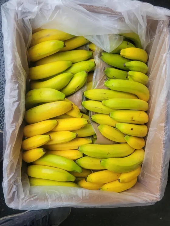 17 kg Box of Colombian Bananas for 29.99 zł with Free Delivery