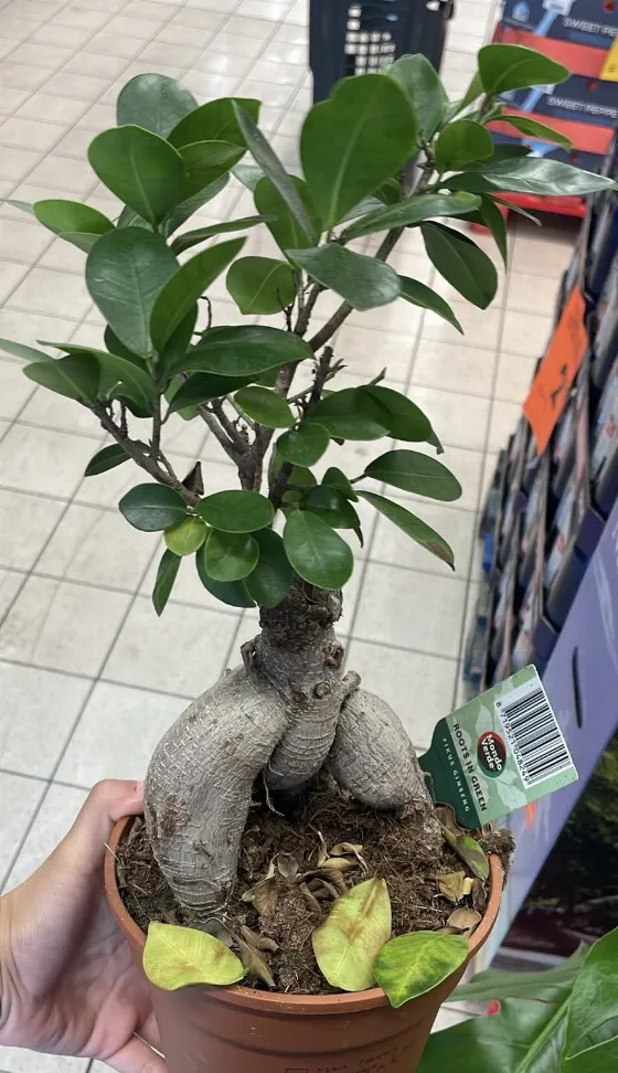 Ficus Ginseng Bonsai Now Just 6.99 zł at Biedronka